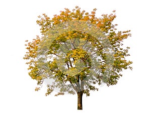 autumn tree isolated on white background