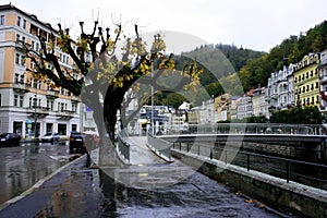 Autumn tree in Karlovy Vary