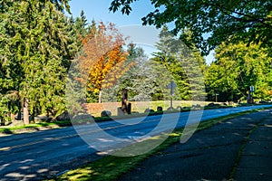 Autumn Tree On Knoll