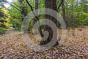 Autumn tree in Koekelare Forest, Bruges, Belgium