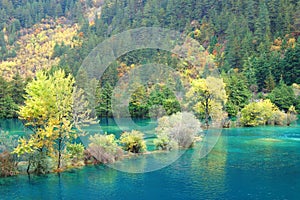 Autumn tree and lake