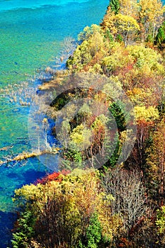 Autumn tree and lake in jiuzhaigou