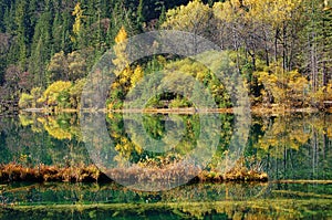 Autumn tree and lake in Jiuzhaigou