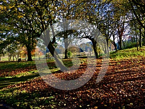 Autumn tree landscape at Fenton