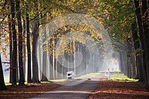Autumn tree lane of colorfull beech tree leaves. Grand alley of estate. Rural netherlands. Afternoon sunlight