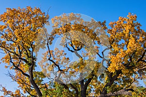 Autumn tree. Large crown of Centuries-old Oak Quercus tree.