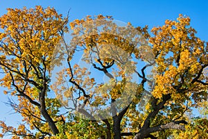 Autumn tree. Large crown of Centuries-old Oak Quercus tree.