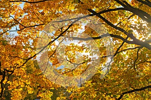Autumn tree leafes background