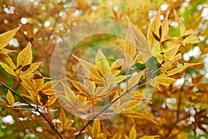 Autumn tree leaves