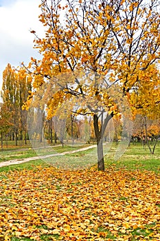 autumn tree and leaves fall down under wind gust and leaves blown on the green grass, closeup