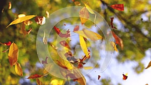 Autumn tree leaves falling in forest as defocus background