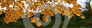 Autumn tree leaves. Autumn natural Background with Yellow Red Linden Leaves Golden panorama banner