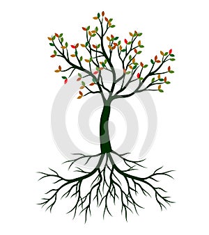 Autumn Tree with Leaves and Roots. Vector outline Illustration. Plant in Garden