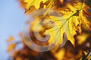 Autumn tree leaves sky background, details