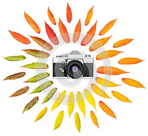 Autumn tree leaves vintage photo camera isolated white background