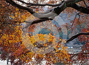 Autumn tree at main park in Kyoto, Japan