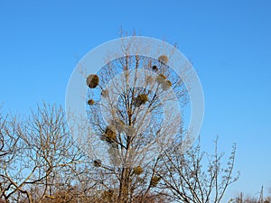 Autumn Tree with Many Large Mistletoe Growths