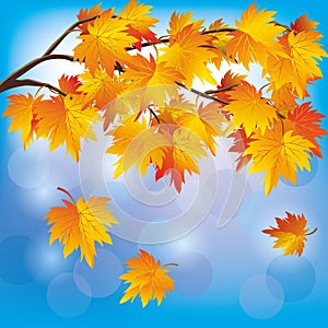 Autumn tree maple on blue background