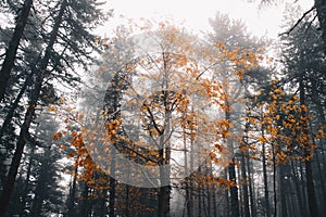 Autumn Tree in the middle of a winter forest