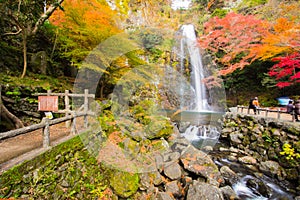 Autumn tree with Mino falls in Japan photo
