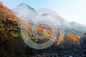 Autumn tree and mountain