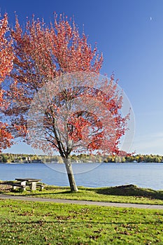 Autumn tree near lake