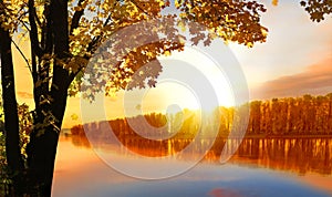 Autumn tree near the river.Natural scenery. Beautiful autumn landscape with yellow trees. Fall foliage in colorful  forest.
