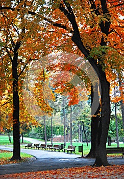 Autumn tree in October