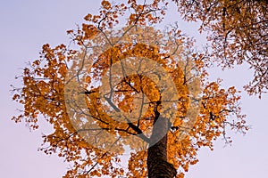 Autumn tree with orange leaves in a park with, evening light. Beautiful foliage colors, with grain