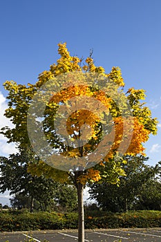 Autumn Tree with orange, yellow and golden leaves against blue s