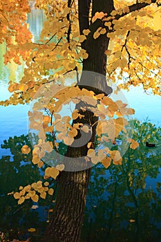 Autumn tree over the water