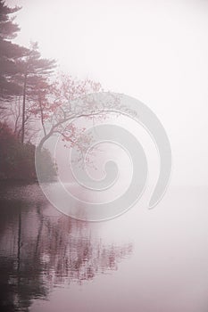 Autumn tree and pond in mist