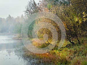 Autumn tree by the pond. Mystical morning autumn landscape with fog over the lake.