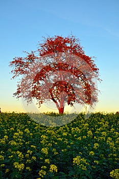 Autumn tree in rapeseed field