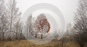 Autumn tree with red foliage in fog