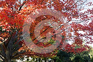 Autumn tree with red leaves