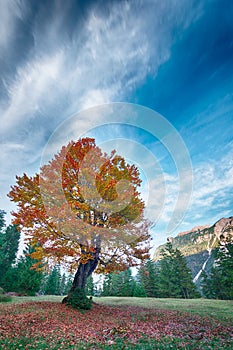 Autumn tree with red and orange leafs