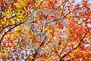 Autumn tree with red and yellow maple leaves background photo