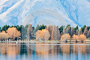 Autumn tree reflection with lake, Lake Clearwater, New Zealand