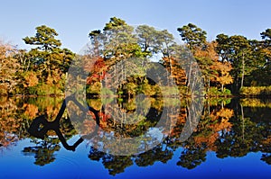 Autumn tree reflections