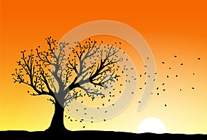 Autumn tree silhouette