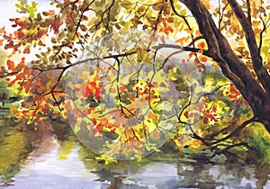 The autumn tree slopes over the lake. Painting, watercolor, paper