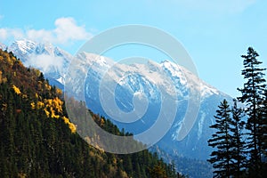 Autumn tree and snow mountain