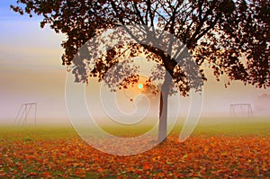 Autumn tree and soccer goal du