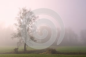 In autumn a tree stands lonely in the early morning mist in the landscape