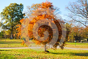 Autumn Tree in Staten Island NY park