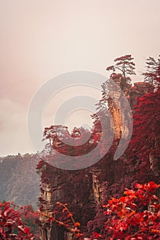 Autumn tree on a stone pillar in Tianzi mountains