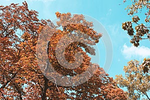 Autumn tree in sunny day. Blue sky in forest, outdoors. Scenics fall landscape