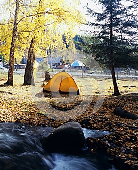 Autumn tree and tent