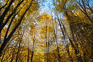 Autumn tree trunks